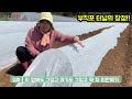 터널고추 부직포터널 고추재배로 1억 벌어보기 feat. 모종 6300개