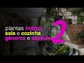 Plantas Indoor na Minha Floresta Urbana | Gêneros e Espécies da Sala e Cozinha | Parte 2 | Flay