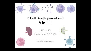 Immunology Fall 2023: Lecture 12 B Cell Development and Selection