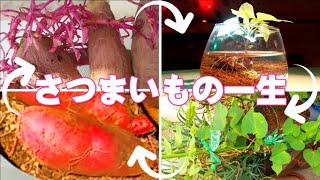 【 sweet potatoes lifetime 】さつまいもの一生「いもみちゃん物語」「さつまいも日記10」さつまいも成長記録2021「さつまいもプランター栽培」「さつまいもプランター育て方」