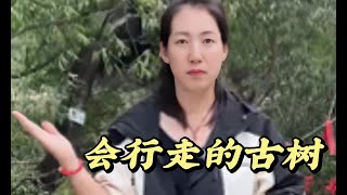 河北大山深处惊现会行走的古树，在当地广为流传，真的是世界之大无奇不有 #歷史 #旅行 #历史