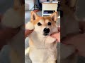 satisfying shiba unlimited squish cutenessoverload