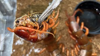 the centipede is still fierce, and the appetite of other ferocious pets is greatly reduced