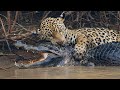 The Jaguar hunts caiman along the Amazon river. Wild Animal Documentary.