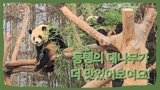 [바오패밀리 함께바오] Ep.59 둉탱이 배달하고 온냐가 뺏어먹는 게 국룰! | Panda World