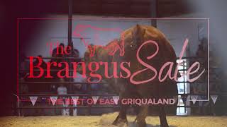 The Brangus sale 2023 | Why would you like another breed?