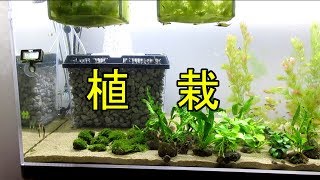 【Aquarium】#018：120cmコリドラス水槽立ち上げ -植栽編-