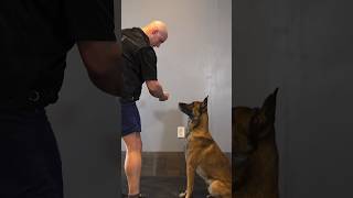 German shepherd are like 220lb linebackers. Malinois are 185lb MMA fighters.