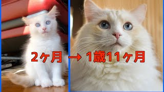 ラグドール(生後2ヶ月～1歳11ヶ月まで)甘えん坊ばかり集めた成長過程