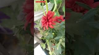 টকটকেলালরঙেরচন্দ্রমল্লিকাফুল#beststudybanglaacademy #flowers #viralvideo #nature#shortsvideo