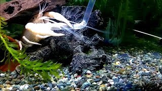 【ザリガニ飼育：餌やり動画：毎週日曜日は赤虫の日】Crayfish