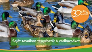 Vadászatra tenyésztett vadkacsák | MMG