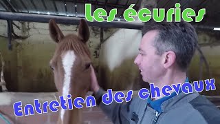 Entretien des chevaux de mon écuries
