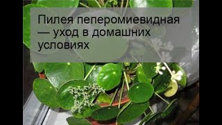 Пилея пеперомиевидная — уход в домашних условиях