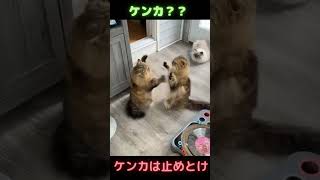 けんかの仲裁に入る犬さん