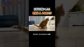 猫たちのお留守番中に事件が…！？　#shorts