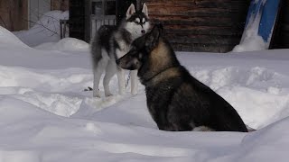 2014_12遠軽町　アウトライダーでの犬ぞり体験動画