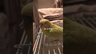 眠いんだけどおうちには帰りたくないインコ