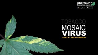 Tobacco Mosaic Virus (TMV) | How to identify, treat, and prevent TMV on cannabis plants