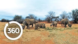 Caring for Rhinos | Discovery VR (360 Video)