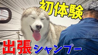 車内で洗われてまんざらでもないシベリアンハスキー【犬専門出張シャンプーi-DOG】