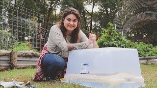 Grow Salad Greens All Winter For Less Than 20 Dollars | Gardening Tips | Roots and Refuge