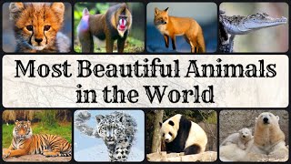 Top 5 Most Beautiful Animals in the world | Rarest Animals in the World | Top 5