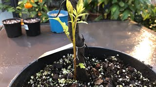 Incredible discovery ! Pecan dormant for almost 3 YEARS ( since I got it ) comes back to life ! 😱