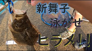 新舞子でサッパを泳がせたらヒラメが釣れた！！