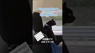 【旅猫】猫ドライブ。デリカD5にゃ。 #旅猫ジジ #車中泊 #旅芸人 #ジジ猫 #kassymagic #黒猫 #旅猫 @kassymagic @ぼうさい村 @nbkassy #Kassy