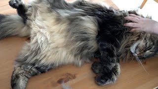 Brushing Norwegian Forest Cats | Roy and Moss