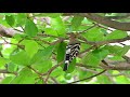 【野鳥撮影】石垣島の枝に止まったヤツガシラ hoopoe perched on a branch