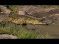 life in the serengeti the story of serengeti s leopardess queen full documentary