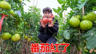 幾天沒來菜地，沒想到一切變得這麼快，番茄也紅了【我是杰少】