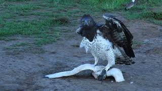 Martial Eagle Killing Sacred Ibis