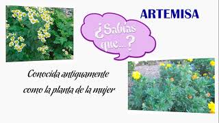 PLANTA ARTEMISA -  PROPIEDADES