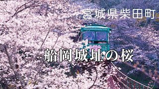 【船岡城址の桜】宮城県柴田町