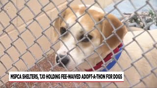 MSPCA shelters, TJO holding fee-waived dog adopt-a-thon