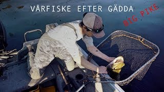 VÅRFISKE EFTER GÄDDA (1080p HD)