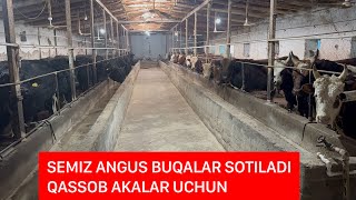 NASLDOR BUQALARNI BOQISHNI O’RGANING VA SEMIZ ANGUS BUQALAR SOTILADI.