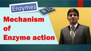 Mechanism of enzyme action: The two models or hypothesis:  biochemistry