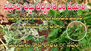 Video 4 || టమోటా చెట్టుకు పసుపు రంగు ఎందుకు వస్తుంది ? || టమోటా చెట్టు చచ్చిపోతే ఎం చేయాలి? ||