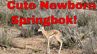 Super Cute Newborn Baby Springbok (Montevue Nature Farm)