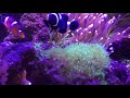 一尺海水缸 公子小丑魚nemo＋黑小丑魚 跟海葵 two clownfish and anenone