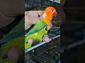 beautiful green opaline love birds mutation #parrots #lovebird #lovebirdsbreeding #africanlovebird