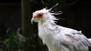 ［Secretarybird］ヘビクイワシイ千葉市動物公園（2022年8月）