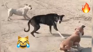 Animals Funniest 😂 video part 12  / Funny Animals Video