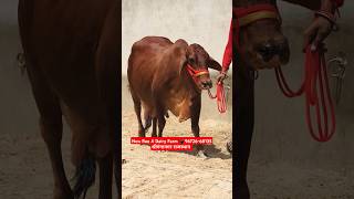 🏆 चैंपियन 🏆 साहीवाल गाय 👌 Top class Sahiwal Cow For Sale #trending #cow #farm #sahiwal #farming