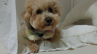 채봄TV-Lovely dog♥ 저녁라이브 소통♥ #dog #love #korea