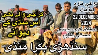 Sindhri Bakra Mandi latest update 22 December 2024 | Bakra Mandi 2024